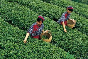 女生夏天喝什么茶最好？女生夏天適合喝什么茶？