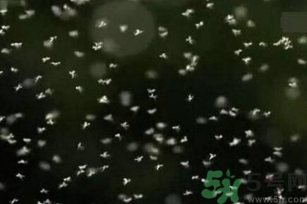 蚊子可以吃嗎？吃蚊子會怎么樣？