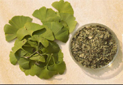 夏天可以喝銀杏葉茶嗎？夏天喝銀杏葉茶好嗎？