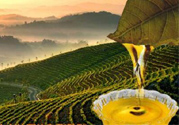 茶籽油可以天天吃嗎？可以每天用茶籽油炒菜嗎？