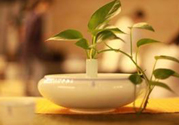 米茶是不是發(fā)物？米茶是發(fā)物嗎？