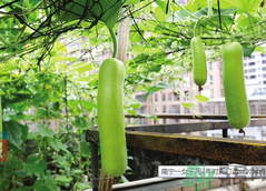 女子打造城市菜園 陽臺可以種什么蔬菜？