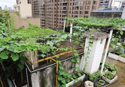 女子打造城市菜園 陽臺可以種什么蔬菜？