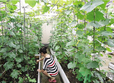 女子打造城市菜園 陽臺(tái)可以種什么蔬菜？