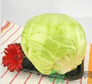 包菜是涼性的嗎？包菜是涼性還是熱性的？