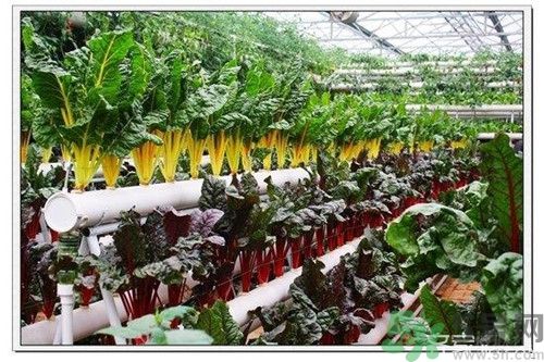 陽臺怎么種蔬菜？陽臺適合種什么蔬菜？