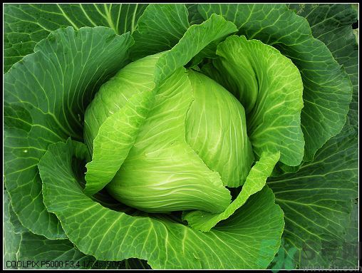 包菜外面的葉子壞了里面還能吃嗎？包菜壞了一部分還能吃嗎？
