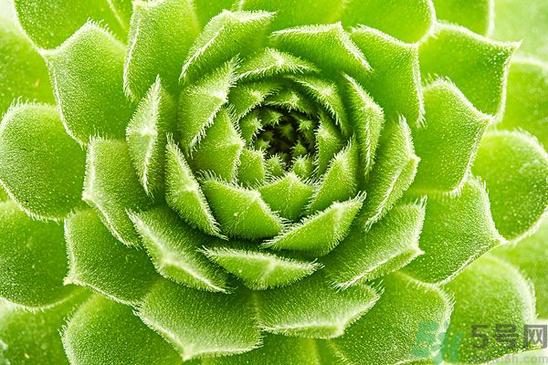 多肉植物需要澆水嗎？多肉植物澆水可以澆到葉子上嗎？