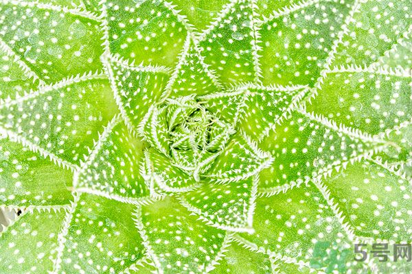 多肉植物需要澆水嗎？多肉植物澆水可以澆到葉子上嗎？