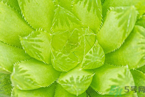 多肉植物需要澆水嗎？多肉植物澆水可以澆到葉子上嗎？