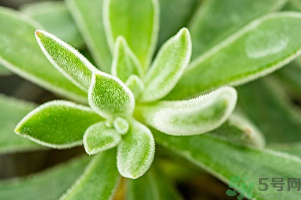 多肉植物需要澆水嗎？多肉植物澆水可以澆到葉子上嗎？