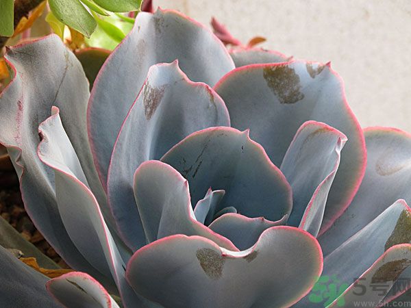 多肉植物需要澆水嗎？多肉植物澆水可以澆到葉子上嗎？