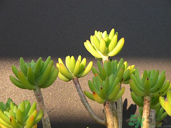 多肉植物需要澆水嗎？多肉植物澆水可以澆到葉子上嗎？