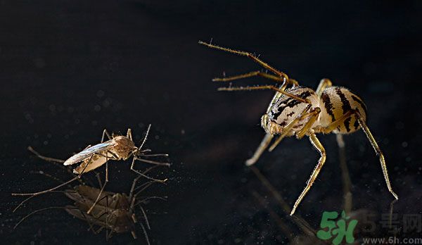 紗窗網密度蚊子能進去嗎？紗窗能擋住蚊子嗎？