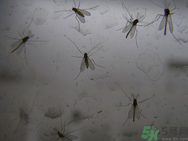 紗窗網密度蚊子能進去嗎？紗窗能擋住蚊子嗎？