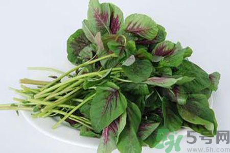 漢菜是熱性還是涼性？漢菜是涼性的嗎？