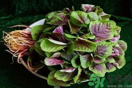 糖尿病可以吃莧菜嗎？糖尿病吃莧菜好嗎？