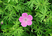 天竺葵有驅(qū)蚊作用嗎？什么植物能驅(qū)蚊子？
