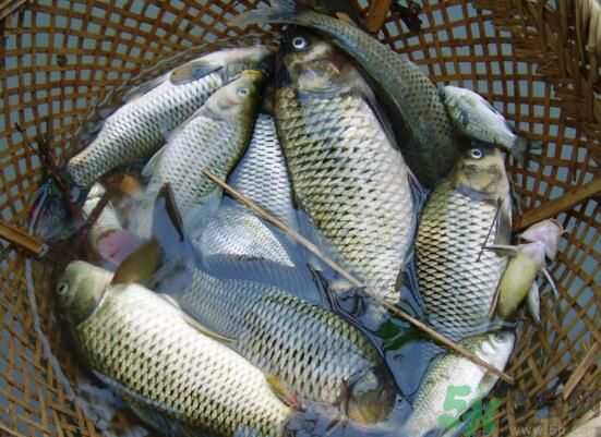 魚能和萵苣一起煮嗎？魚可以和萵苣一起吃嗎？