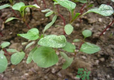 莧菜葉子上有白點(diǎn)是怎么回事？莧菜葉子上有白點(diǎn)可以吃嗎？
