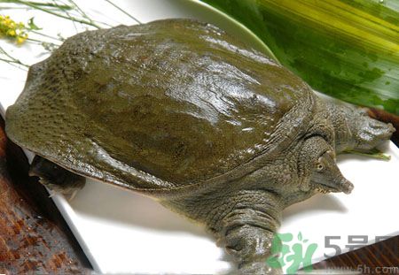 莧菜和甲魚一起吃會(huì)中毒嗎？吃了莧菜了甲魚怎么辦？