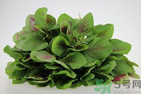 莧菜可以生吃嗎？莧菜生吃了會怎樣？