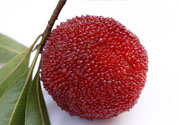 楊梅里面的蟲子能吃嗎？楊梅里面的蟲子吃了會(huì)怎么樣？