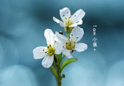 小滿喝什么茶？小滿喝什么茶好？
