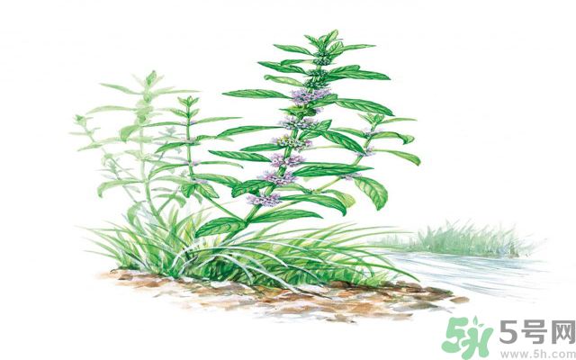 夏天吃薄荷可以解暑嗎？夏天怎么吃薄荷可以解暑？