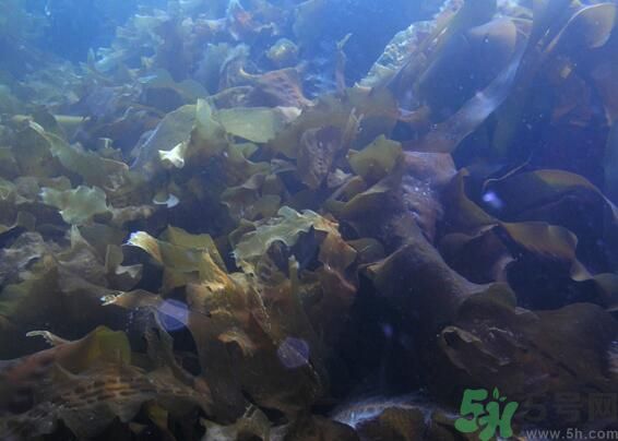 海帶發(fā)黃能吃嗎？海帶發(fā)黃還可以吃嗎？