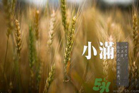 小滿喝什么茶？小滿喝什么茶好？