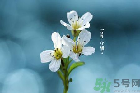 小滿喝什么茶？小滿喝什么茶好？