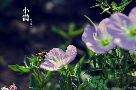 小滿養(yǎng)生要注意什么？小滿養(yǎng)生注意事項