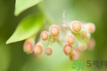 小滿為什么要吃苦？適合小滿吃的苦菜