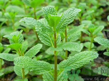 薄荷有什么功效？薄荷的攻效是什么？