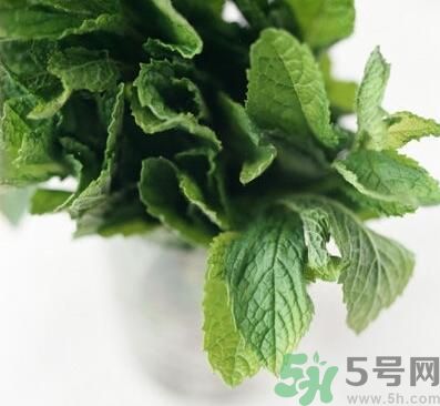 薄荷有什么功效？薄荷的攻效是什么？