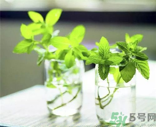 薄荷茶可以降火嗎？喝薄荷茶能降火嗎