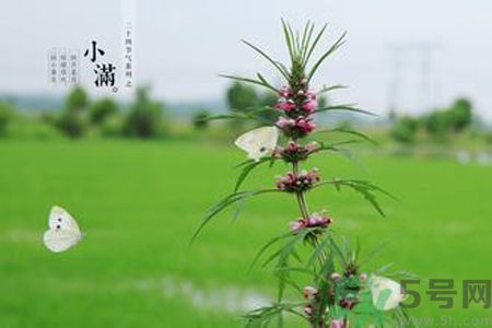 為什么小滿濕氣重？小滿怎么除濕氣？