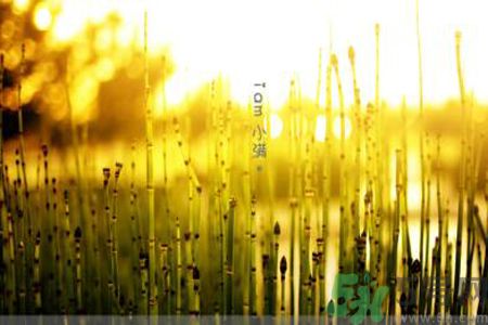 為什么小滿濕氣重？小滿怎么除濕氣？