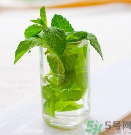  孕婦可以喝薄荷茶嗎？孕婦能喝薄荷泡的茶嗎？