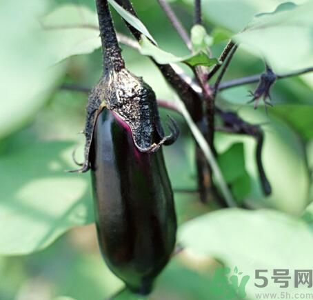 吃茄子會長胖嗎？茄子卡路里高嗎？