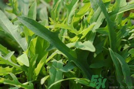 哺乳期可以吃苦菜嗎？哺乳期吃苦菜奶水會(huì)變苦嗎？