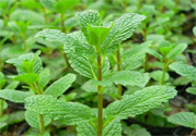 薄荷有什么功效？薄荷的攻效是什么？