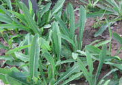 苦菜是不是發(fā)物？苦菜是發(fā)物嗎？