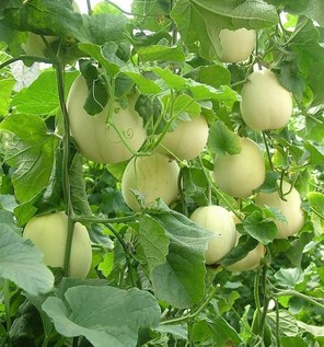胃炎可以吃甜瓜嗎？胃炎吃甜瓜會(huì)有什么后果？