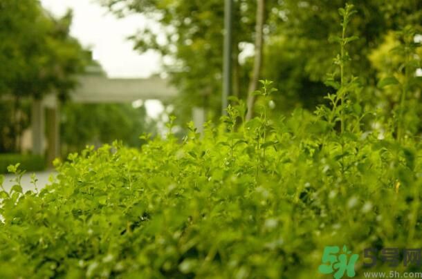蚊子叮的包過幾天又癢是為什么？蚊子叮的包過幾天又癢怎么辦？