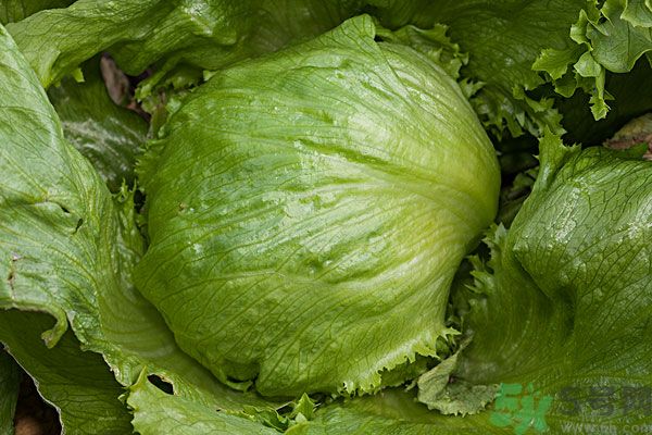 生菜和雞蛋能一起吃嗎？生菜和雞蛋一起怎么做？