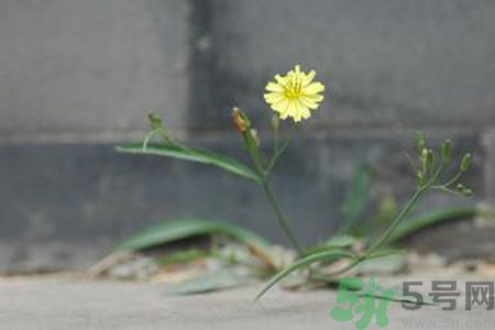 怎么挑選苦菜？挑選苦菜的方法有哪些？