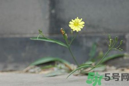 皮膚過(guò)敏可以吃苦菜嗎？吃苦菜會(huì)皮膚過(guò)敏嗎？
