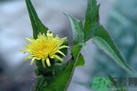 皮膚過(guò)敏可以吃苦菜嗎？吃苦菜會(huì)皮膚過(guò)敏嗎？